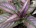 persian shield